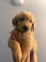 Sash, a female Golden Retriever for sale in Albuquerque, NM – 1 of 2