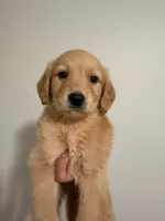 Rafi, a male Golden Retriever for sale in Albuquerque, NM – 5 of 5