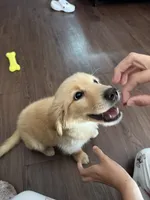 Milan, a female Golden Retriever for sale in Phoenix, AZ – 2 of 5