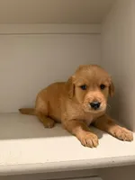 Renato, a male Golden Retriever for sale in Albuquerque, NM – 3 of 4