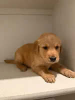Renato, a male Golden Retriever for sale in Albuquerque, NM – 2 of 4
