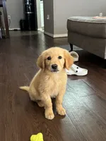 Milan, a female Golden Retriever for sale in Phoenix, AZ – 3 of 5