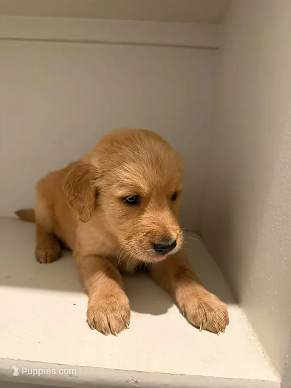 Renato – Golden Retriever puppy for sale in Albuquerque, NM