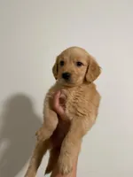 Rafi, a male Golden Retriever for sale in Albuquerque, NM – 2 of 5