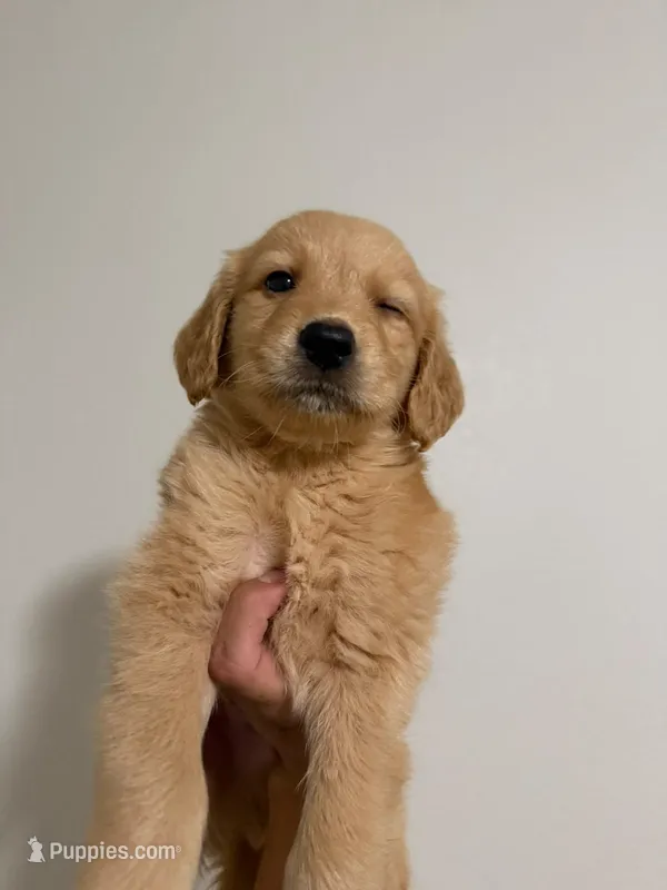 Rafi – Golden Retriever puppy for sale in Albuquerque, NM