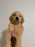 Rafi, a male Golden Retriever for sale in Albuquerque, NM – 1 of 5