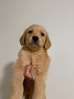 Rafi, a male Golden Retriever for sale in Albuquerque, NM – 4 of 5