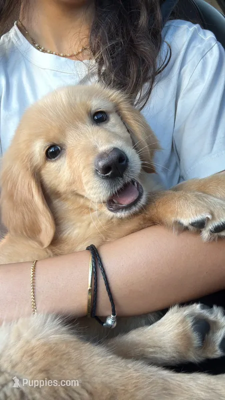 Milan – Golden Retriever puppy for sale in Phoenix, AZ