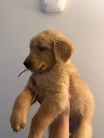 Sash, a female Golden Retriever for sale in Albuquerque, NM – 2 of 2
