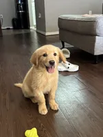 Milan, a female Golden Retriever for sale in Phoenix, AZ – 5 of 5