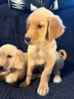 Bella, a female Golden Retriever for sale in Albuquerque, NM – 3 of 3