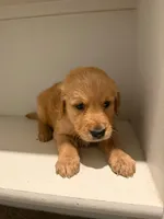 Renato, a male Golden Retriever for sale in Albuquerque, NM – 4 of 4