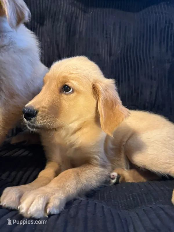 Bella – Golden Retriever puppy for sale in Albuquerque, NM