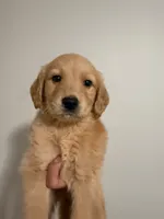 Rafi, a male Golden Retriever for sale in Albuquerque, NM – 3 of 5