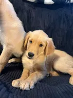 Bella, a female Golden Retriever for sale in Albuquerque, NM – 2 of 3