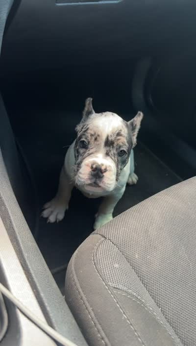 Oreo Boy, a male American Bulldog for sale in Summerville, SC – 7 of 8