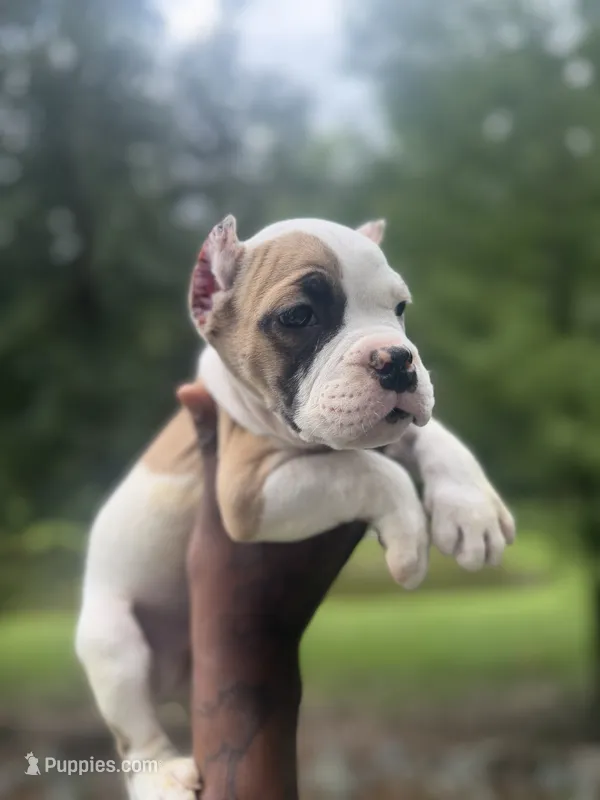 Remy – American Bulldog puppy for sale in Summerville, SC
