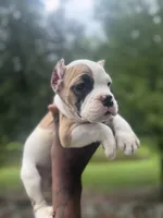 Remy, a male American Bulldog for sale in Summerville, SC – 1 of 6