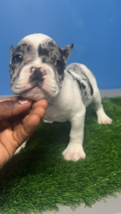 Oreo Boy, a male American Bulldog for sale in Summerville, SC – 8 of 8