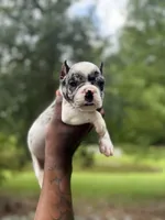 Oreo Boy, a male American Bulldog for sale in Summerville, SC – 4 of 8