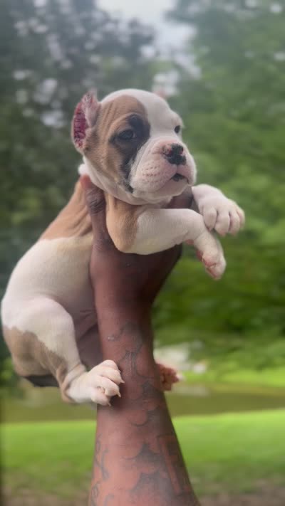 Remy, a male American Bulldog for sale in Summerville, SC – 3 of 6
