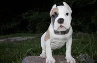 Remy, a male American Bulldog for sale in Summerville, SC – 4 of 6