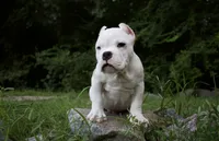 Runner, a male American Bulldog for sale in Summerville, SC – 2 of 3