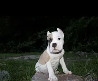 Remy, a male American Bulldog for sale in Summerville, SC – 2 of 6