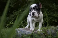 Oreo Boy, a male American Bulldog for sale in Summerville, SC – 2 of 8