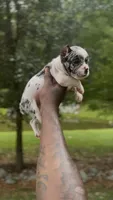Oreo Boy, a male American Bulldog for sale in Summerville, SC – 5 of 8