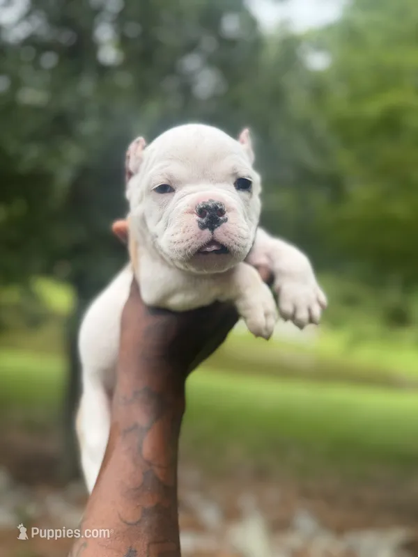 Runner – American Bulldog puppy for sale in Summerville, SC