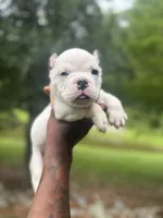 Runner, a male American Bulldog for sale in Summerville, SC – 1 of 3