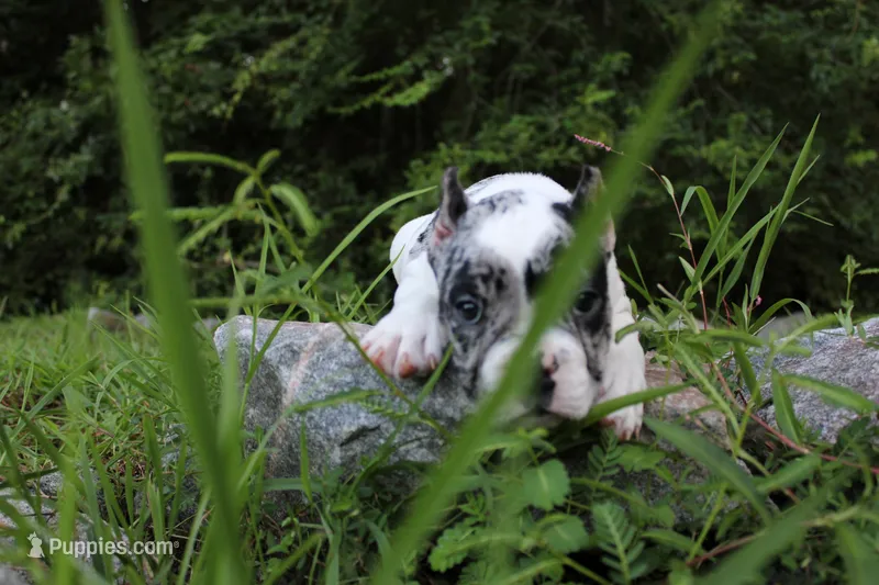 Oreo Boy – American Bulldog puppy for sale in Summerville, SC
