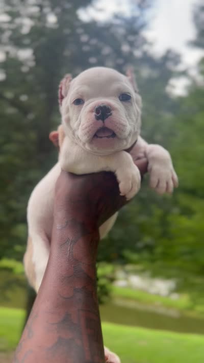 Runner, a male American Bulldog for sale in Summerville, SC – 3 of 3