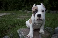 Remy, a male American Bulldog for sale in Summerville, SC – 5 of 6