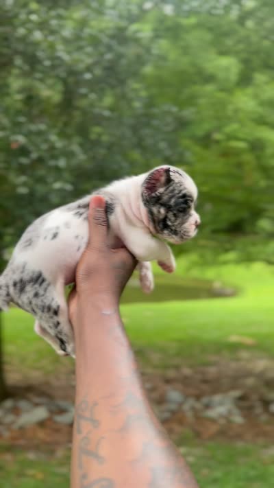 Oreo Boy, a male American Bulldog for sale in Summerville, SC – 6 of 8