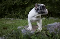Oreo Boy, a male American Bulldog for sale in Summerville, SC – 3 of 8