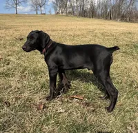 Buddy , a male Doberman Pinscher for sale in Austinville, VA – Photo 1 of 10