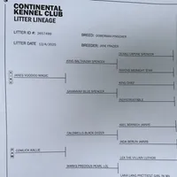 Buddy , a male Doberman Pinscher for sale in Austinville, VA – Photo 9 of 10