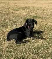 Buddy , a male Doberman Pinscher for sale in Austinville, VA – Photo 2 of 10