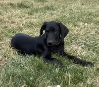 Buddy , a male Doberman Pinscher for sale in Austinville, VA – Photo 5 of 10