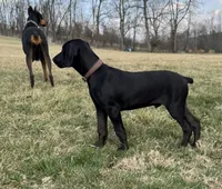 Buddy , a male Doberman Pinscher for sale in Austinville, VA – Photo 6 of 10