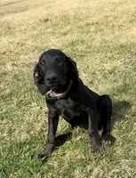 Buddy , a male Doberman Pinscher for sale in Austinville, VA – Photo 4 of 10