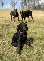 Buddy , a male Doberman Pinscher for sale in Austinville, VA – Photo 3 of 10