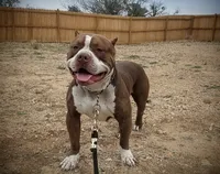 Medusa , a female American Bully for sale in Eastland, TX – 2 of 5
