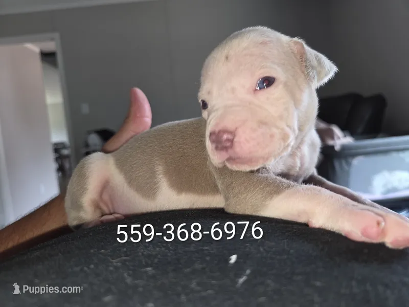 Medusa  – American Bully puppy for sale in Eastland, TX