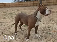 Medusa , a female American Bully for sale in Eastland, TX – 4 of 5