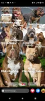 Medusa , a female American Bully for sale in Eastland, TX – 5 of 5