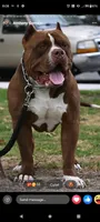 Medusa , a female American Bully for sale in Eastland, TX – 3 of 5