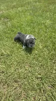 Princess Peach, a female English Bulldog for sale in Mobile, AL – 9 of 10